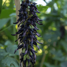 Mucuna Pruriens
